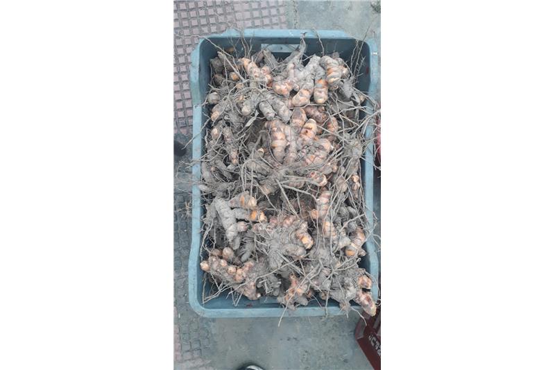 Garden produce:- Organic Haldi