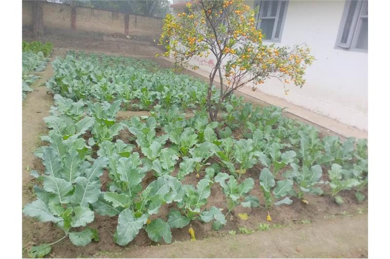 Our vegetable garden at Cheshire Home Lucknow 5 Jan 2020