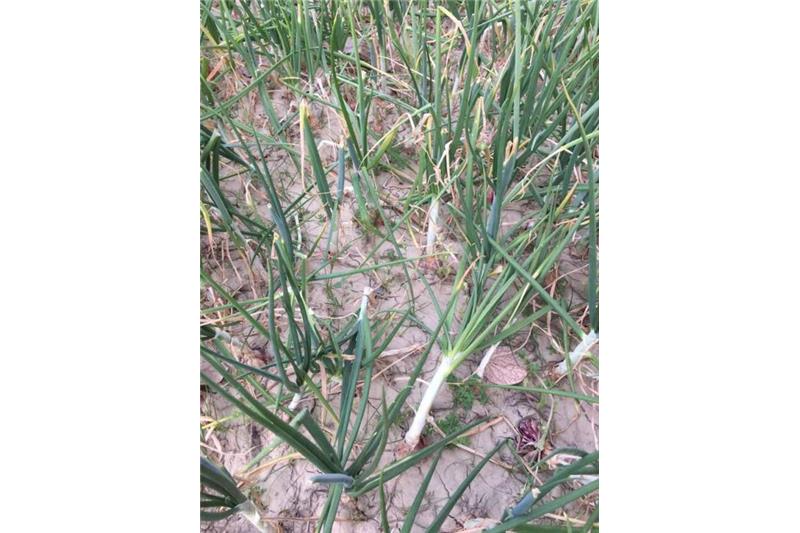 Cheshire Home Kitchen Garden