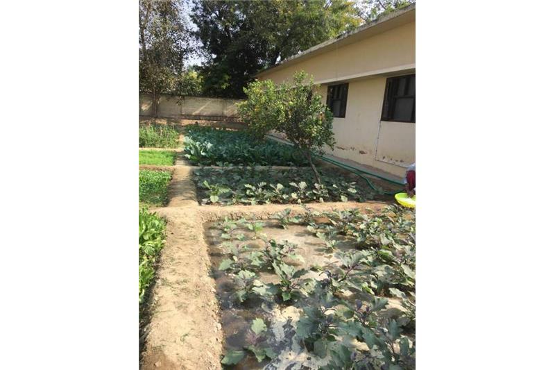 Cheshire Home Kitchen Garden.