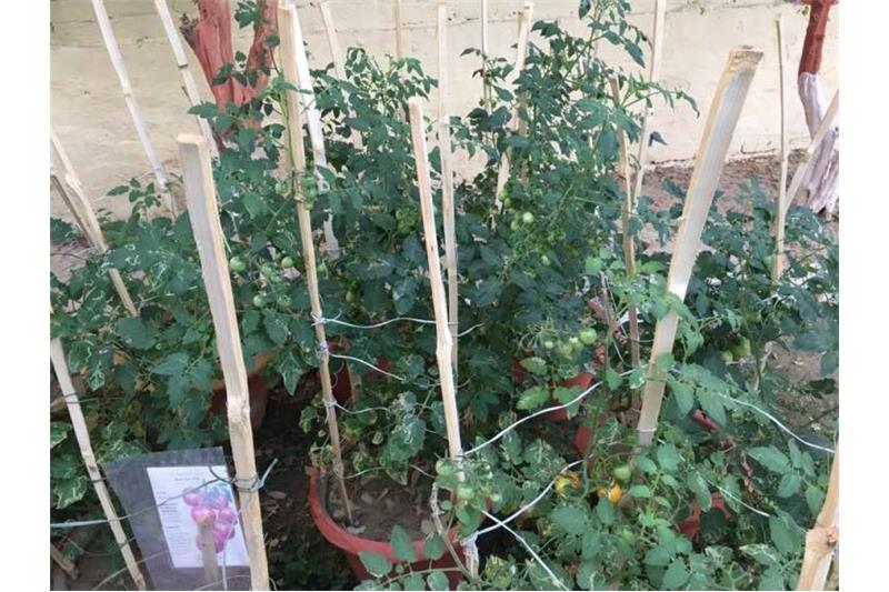 Cheshire Home Kitchen Garden