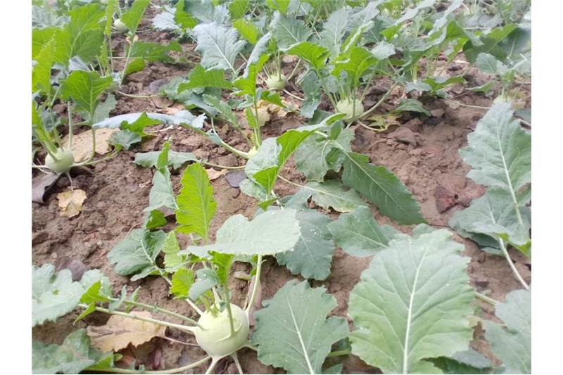 Our vegetable garden at Cheshire Home Lucknow 5 Jan 2020