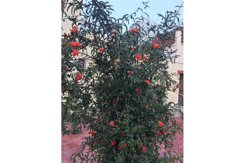 Cheshire Home Kitchen Garden