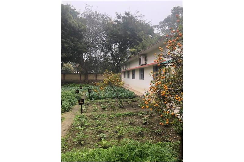 Cheshire Home Lucknow Kitchen garden 11 Jan 2020