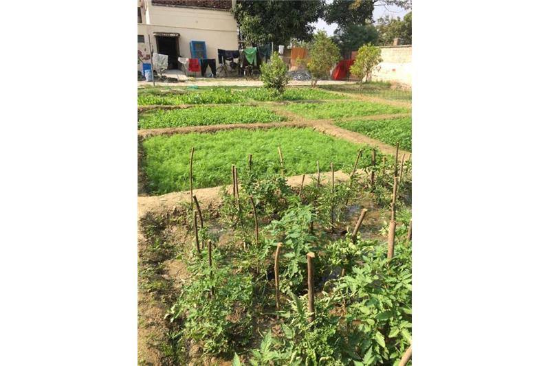Cheshire Home Kitchen Garden.