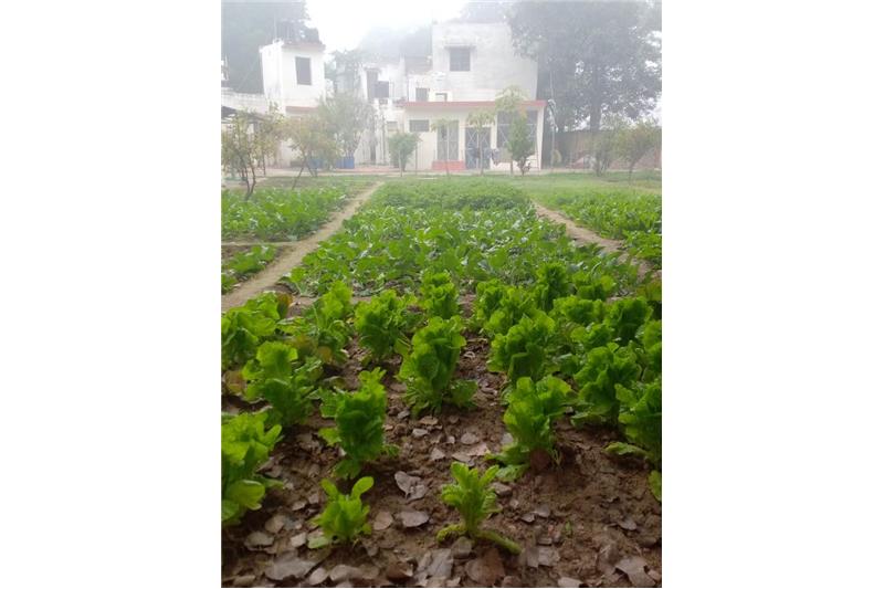 Our vegetable garden at Cheshire Home Lucknow 5 Jan 2020