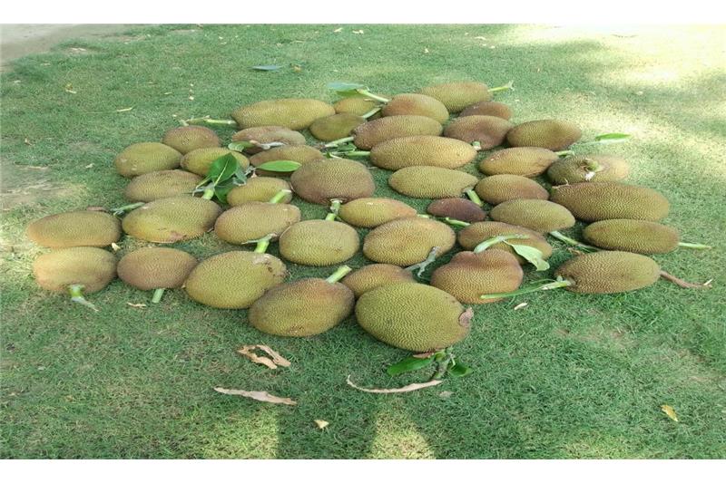 Organic vegetable are being produced in kitchen garden of Cheshire Home.