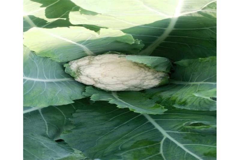 Organic vegetables are grown in the Cheshire Home without the use of pesticides