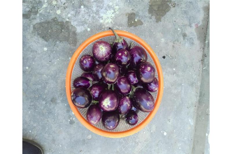 Organic vegetable are being produced in kitchen garden of Cheshire Home.