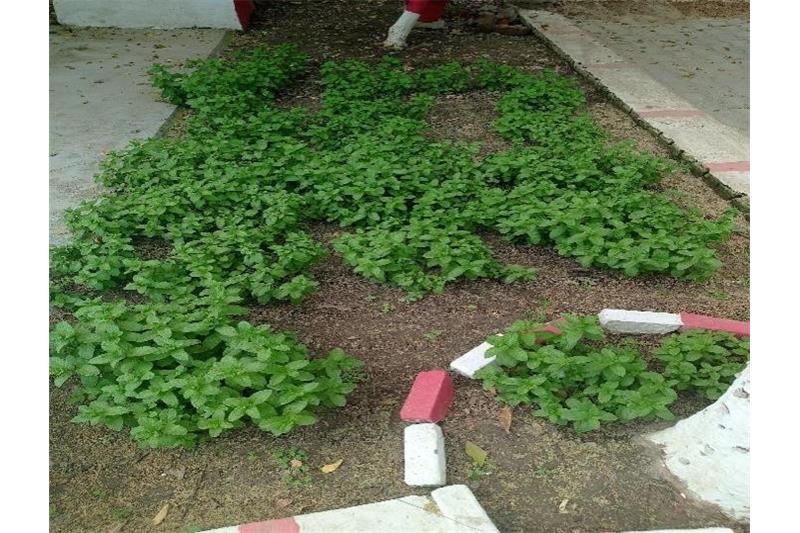 Organic vegetables are grown in the Cheshire Home without the use of pesticides