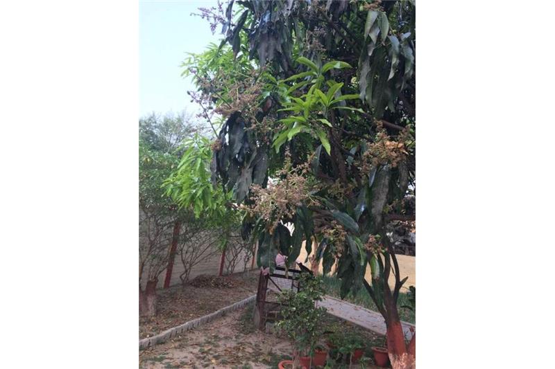 Cheshire Home Kitchen Garden