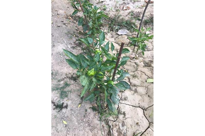 Cheshire Home Kitchen Garden