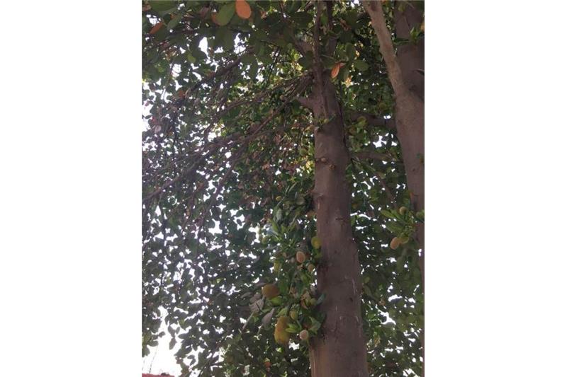 Cheshire Home Kitchen Garden