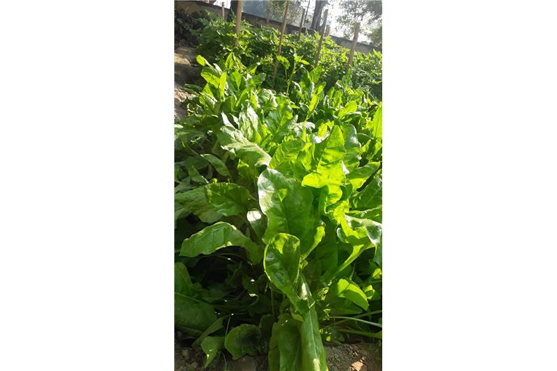 Garden produce at Cheshire home
