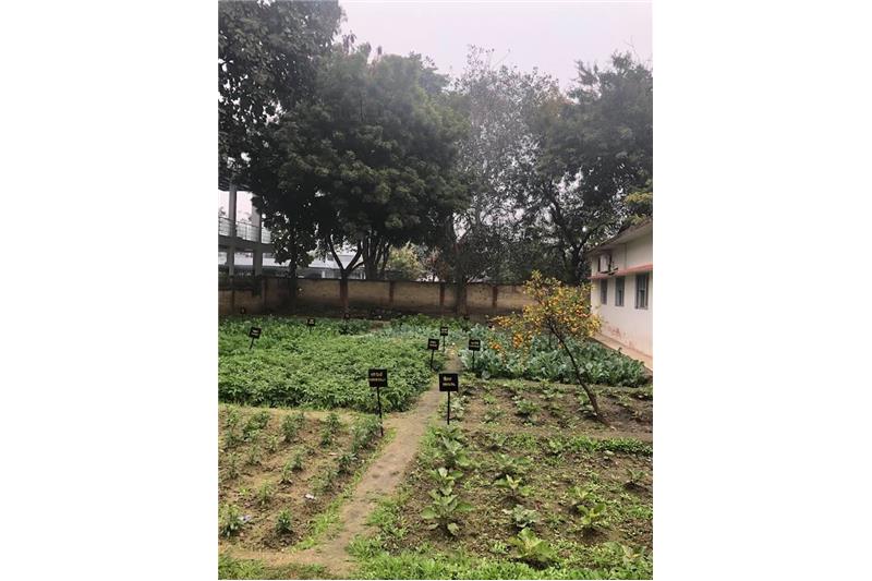 Cheshire Home Lucknow Kitchen garden 11 Jan 2020
