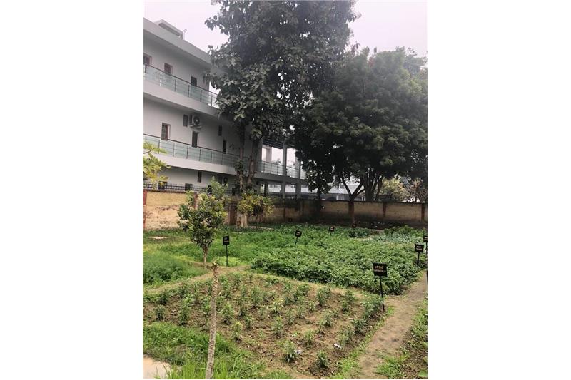 Cheshire Home Lucknow Kitchen garden 11 Jan 2020