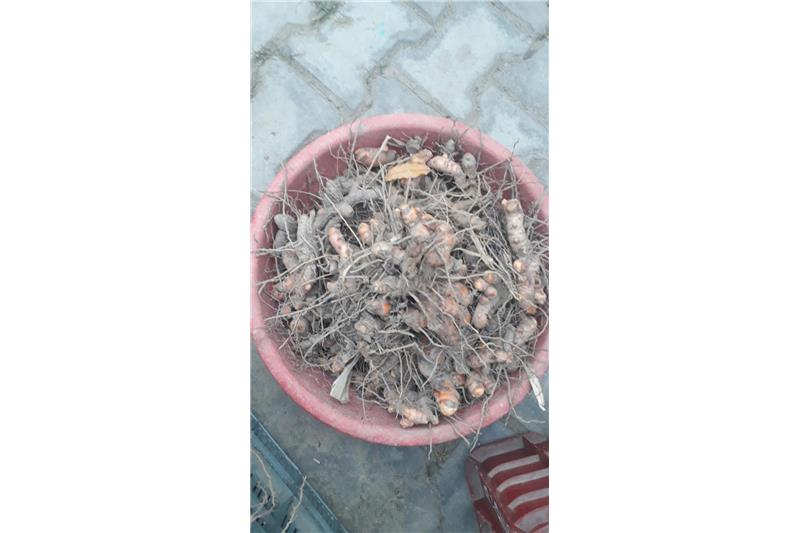 Garden produce:- Organic Haldi