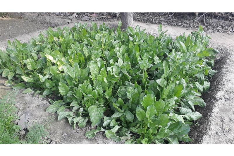 Garden produce at Cheshire home