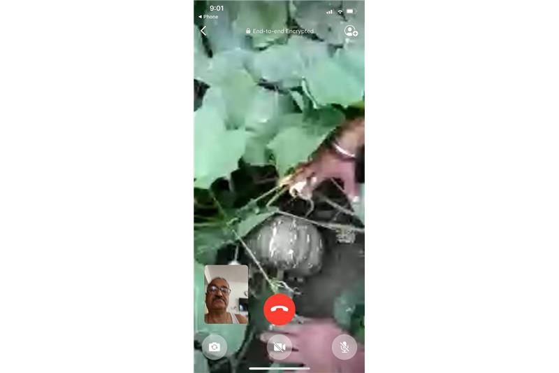 Summer Vegetables at Cheshire