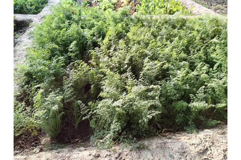 Admiring Cheshire Home Lucknow Kitchen Garden