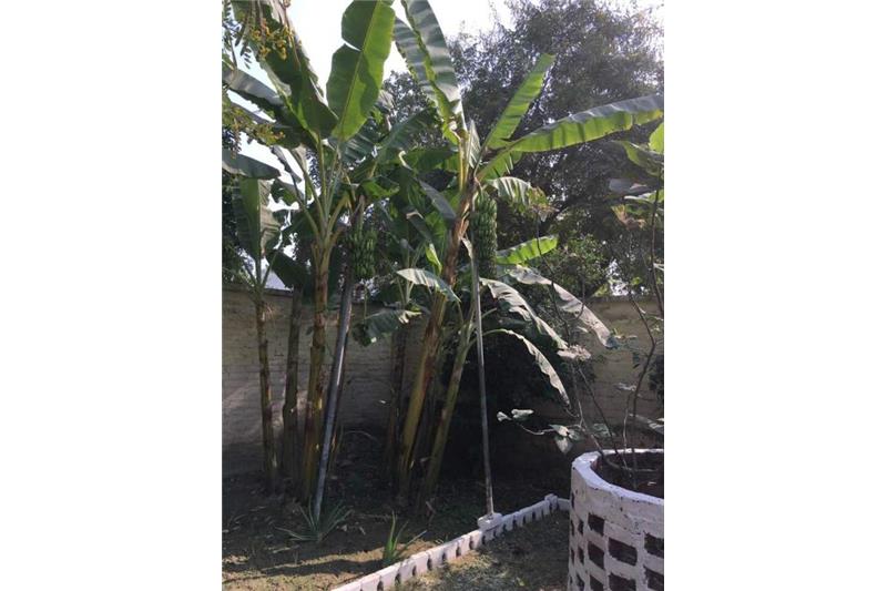 Cheshire Home Kitchen Garden.