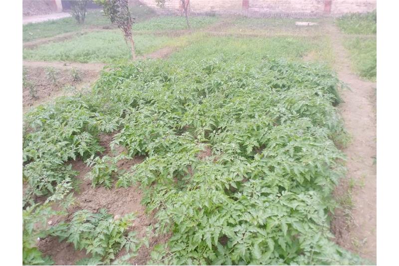 Our vegetable garden at Cheshire Home Lucknow 5 Jan 2020