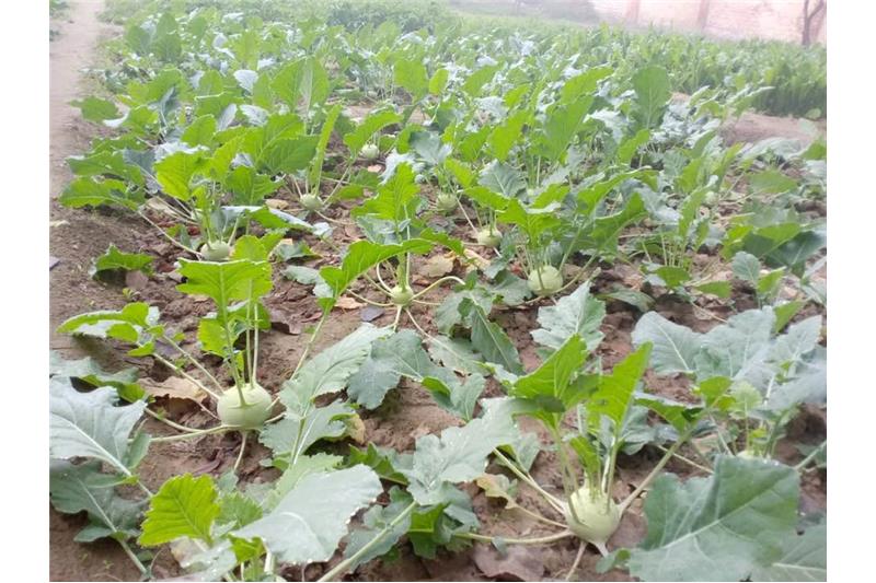 Our vegetable garden at Cheshire Home Lucknow 5 Jan 2020