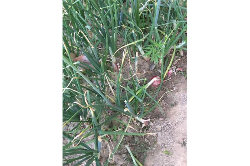 Cheshire Home Kitchen Garden
