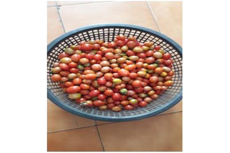 Organic vegetable are being produced in kitchen garden of Cheshire Home