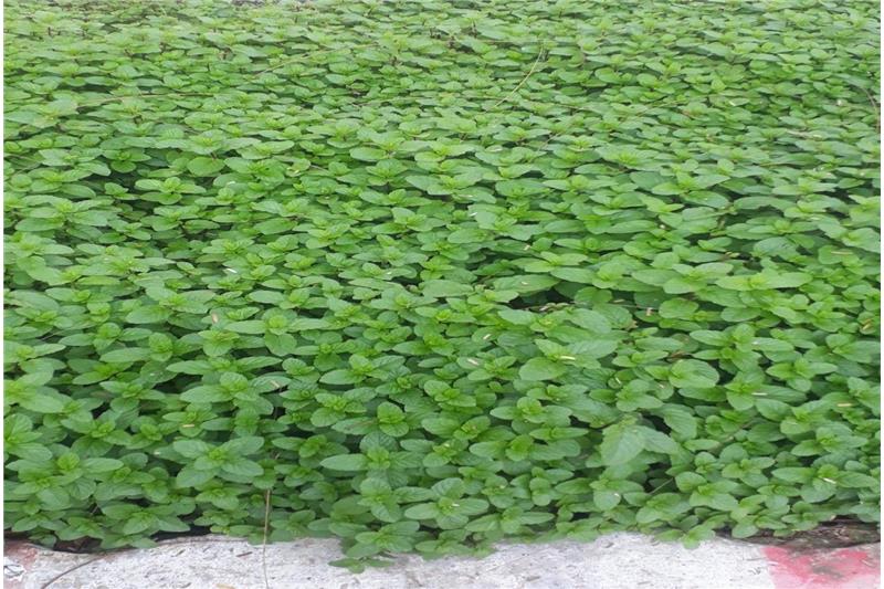 Organic vegetable are being produced in kitchen garden of Cheshire Home.