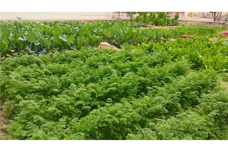 Organic vegetables are grown in the Cheshire Home