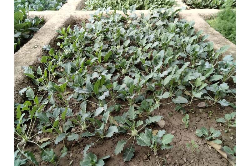 Admiring Cheshire Home Lucknow Kitchen Garden