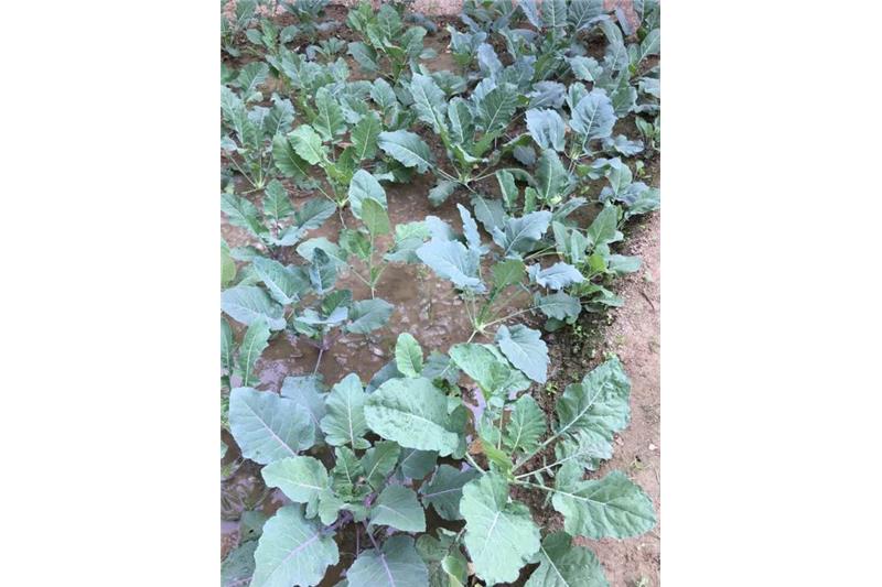 Cheshire Home Kitchen Garden.