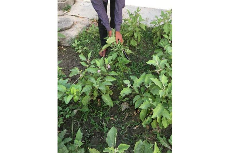 Cheshire Home Kitchen Garden