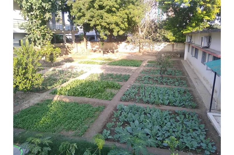 Admiring Cheshire Home Lucknow Kitchen Garden