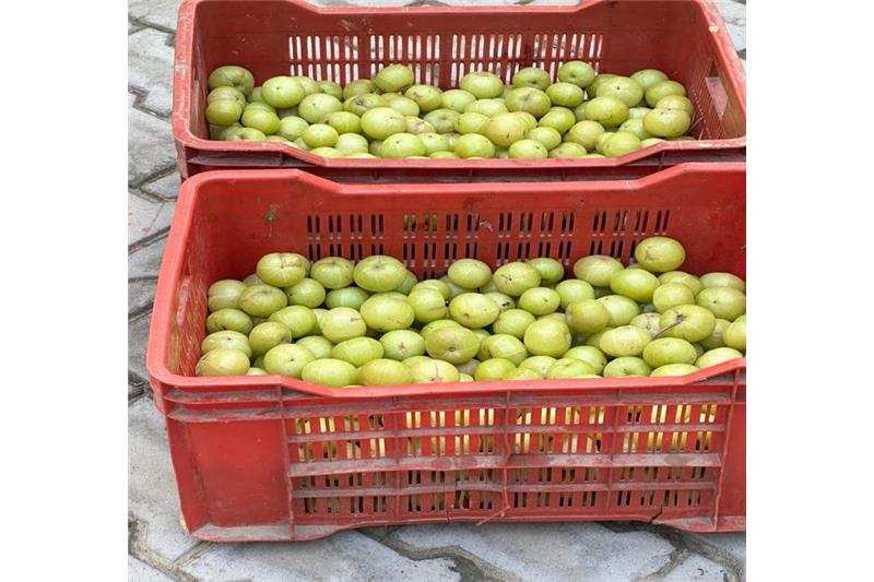 Organic vegetables, Amla etc are being produced in kitchen garden