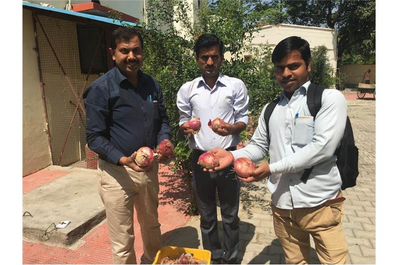 Our first harvest of onions from one kyari at Cheshire Home Lucknow
