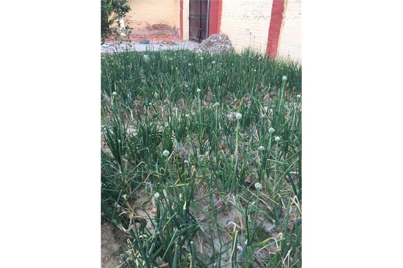 Cheshire Home Kitchen Garden