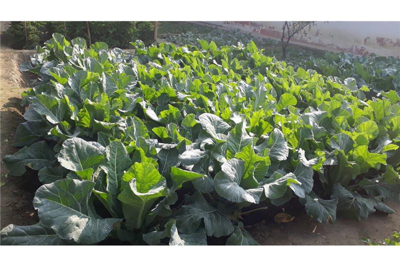 Garden produce at Cheshire home