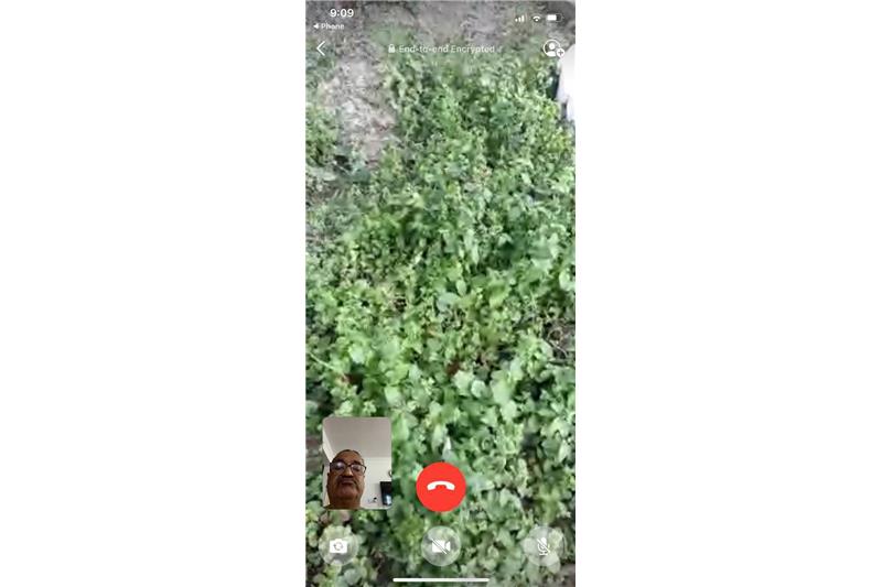 Summer Vegetables at Cheshire