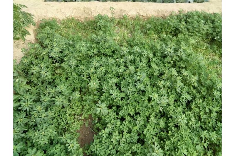 Admiring Cheshire Home Lucknow Kitchen Garden