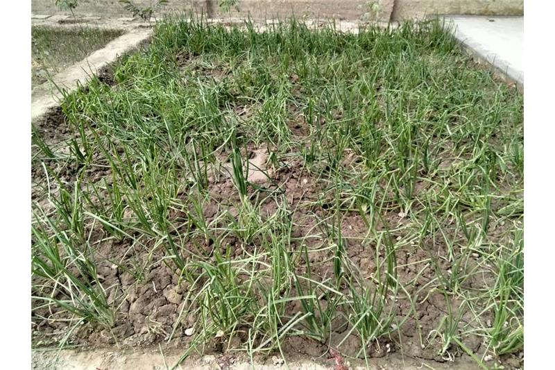 Admiring Cheshire Home Lucknow Kitchen Garden