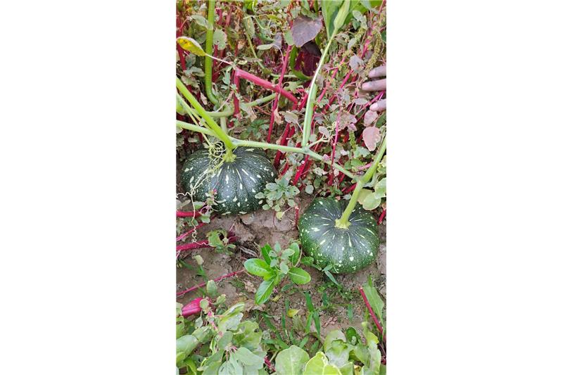 Organic vegetables are grown in the Cheshire Home without the use of pesticides.