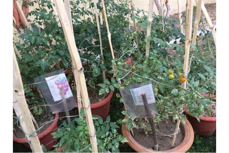 Cheshire Home Kitchen Garden