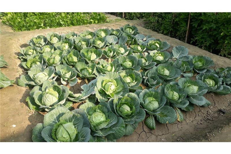 Garden produce at Cheshire home